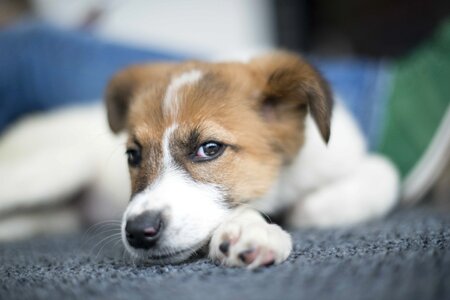 Animal cute