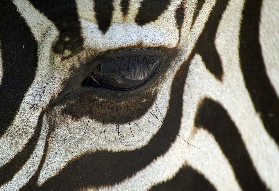 Macro black and white zebra stripes