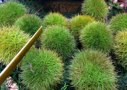 Green vegetables department