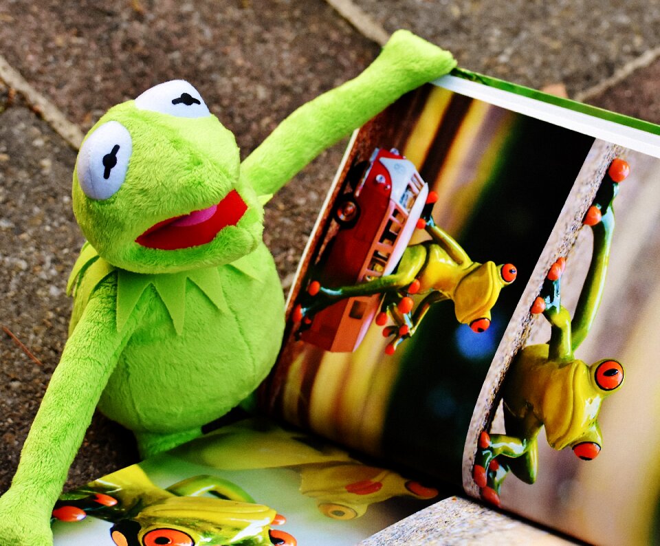 To watch frog sit