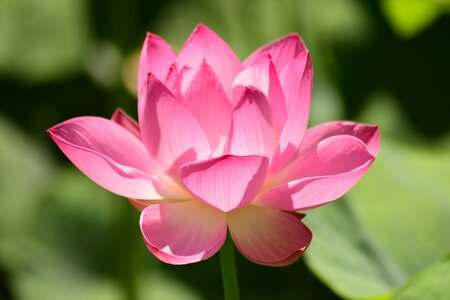 Water lily pink flower photo