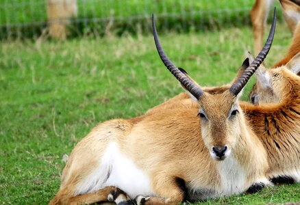 Wild wildlife mammal