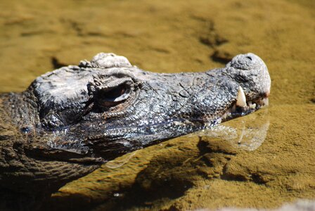 Nature reptiles zoo