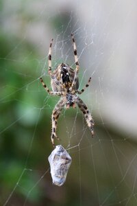 Cardinal spider web fly photo