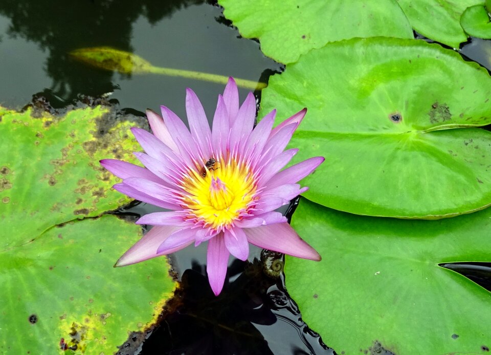 Nymphaea capensis nymphaeaceae flower photo