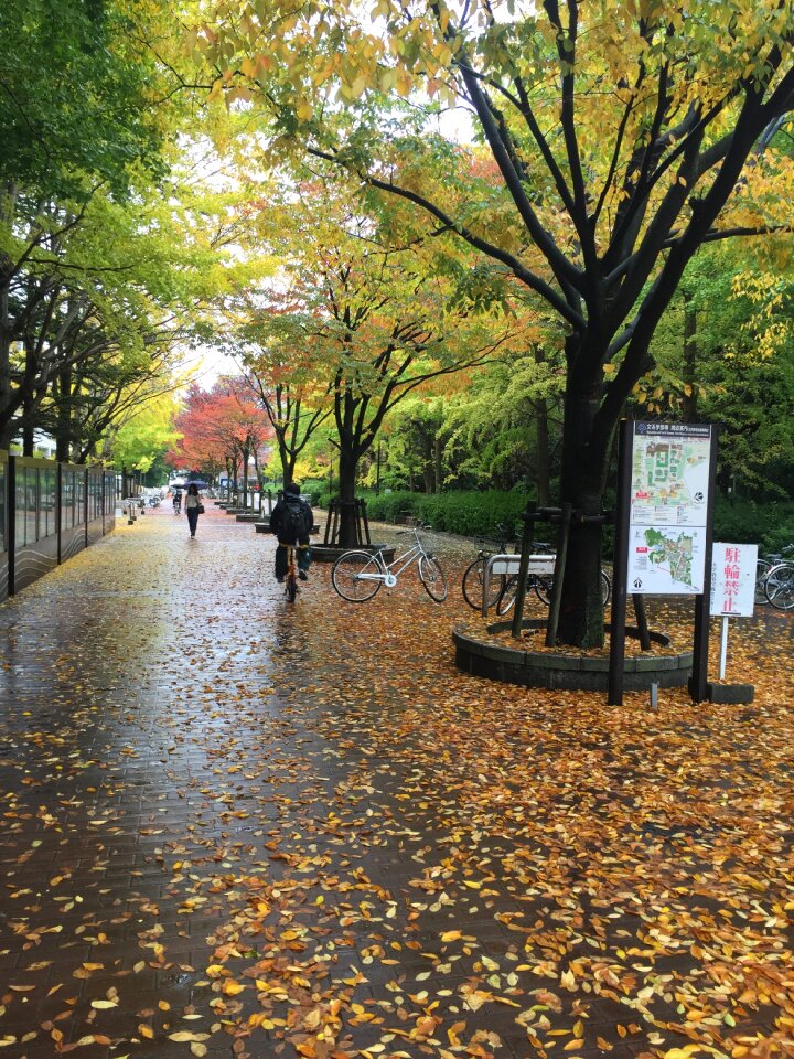 Autumn japan maple