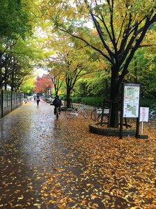 Autumn japan maple
