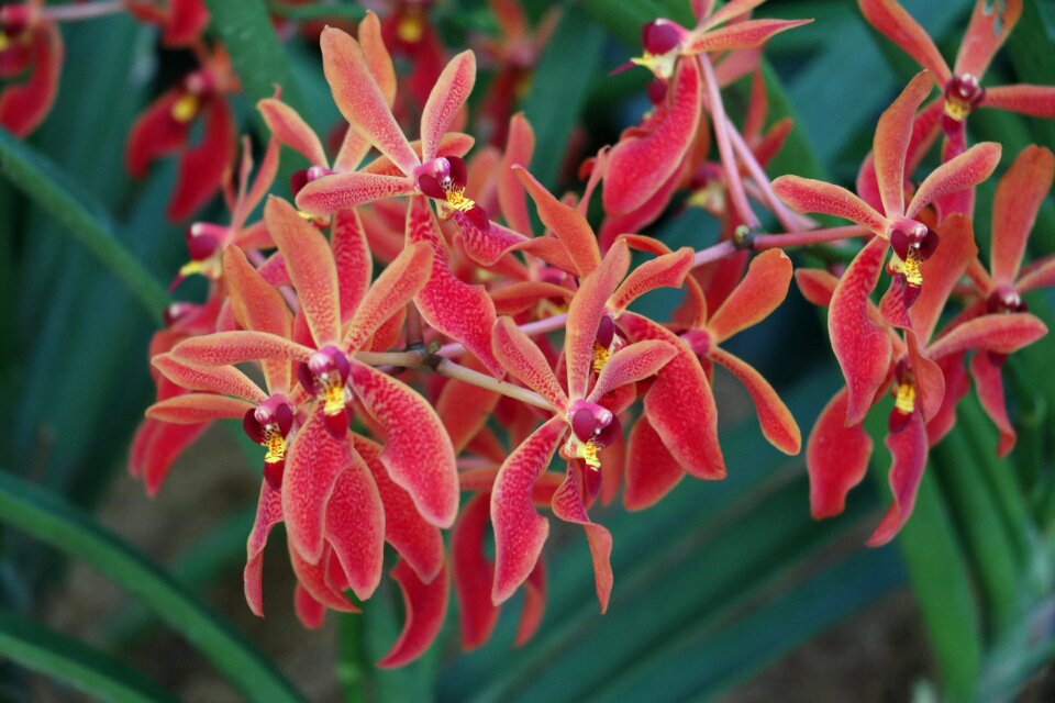 Plants botanist delicacy