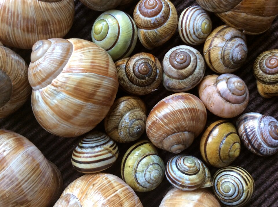 Nature snail shells spiral