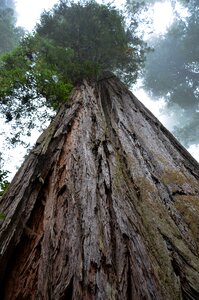 Sequoia trees ladybird johnson grove redwood national park