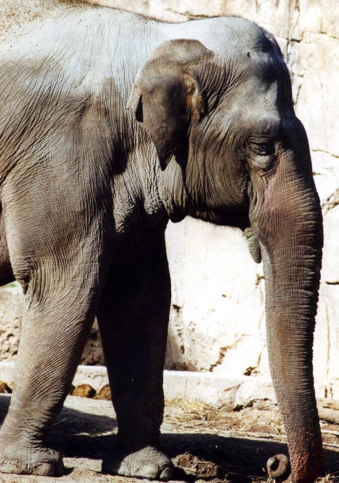 Zoo animal pachyderm