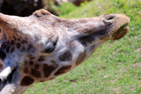 Zoo animal portrait nature