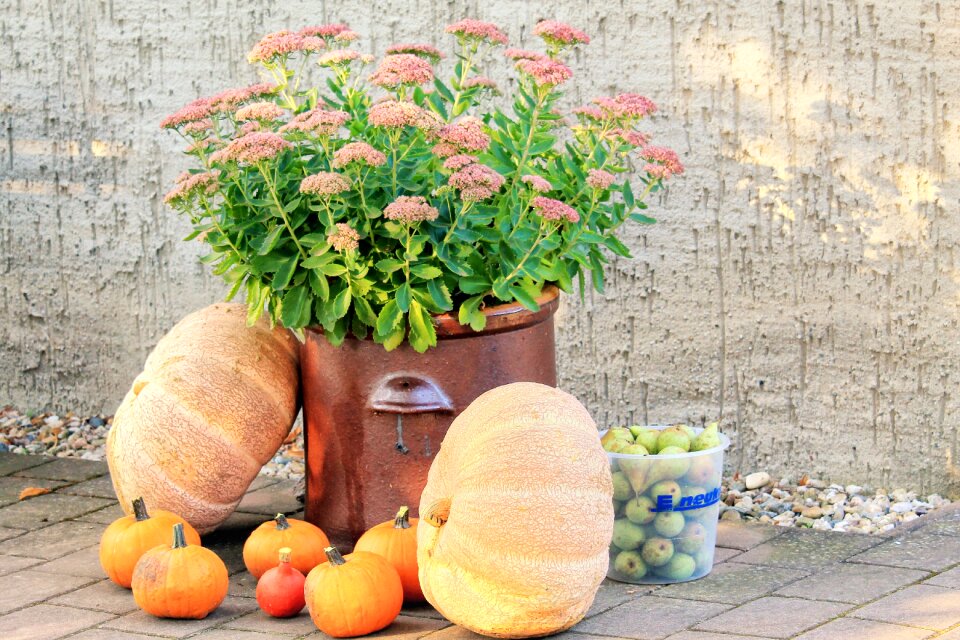 Decoration food vegetables