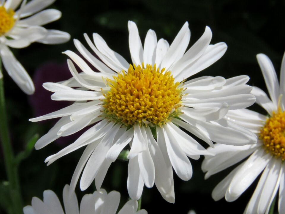 Plant nature spring