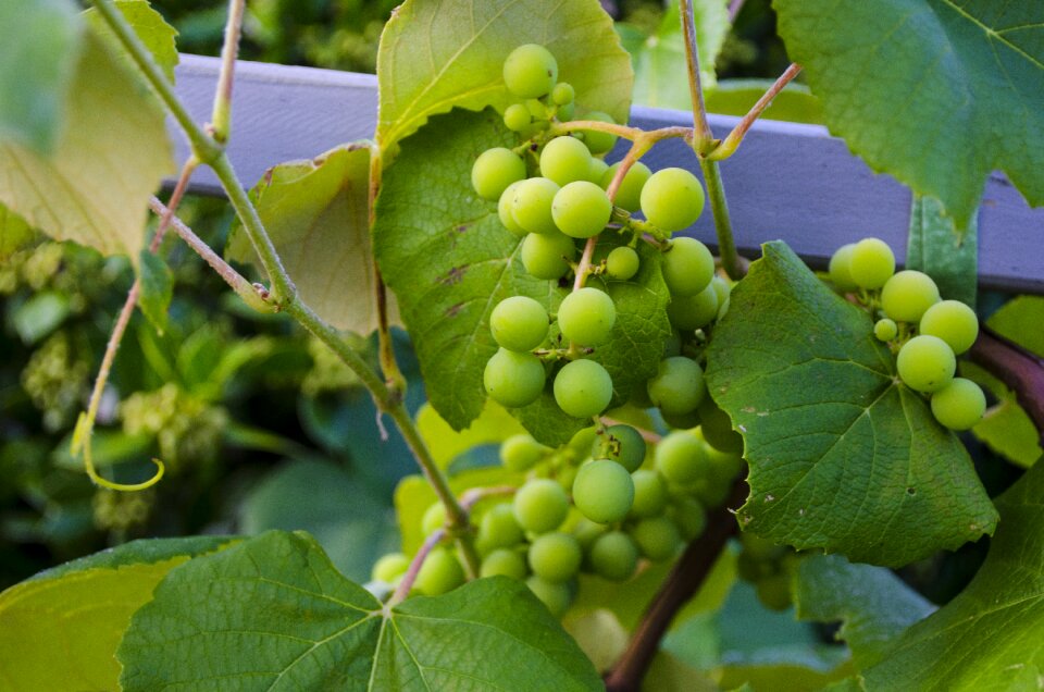 Grapevine bunch fruit