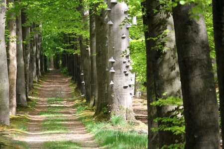 Avenue tondelboom forest