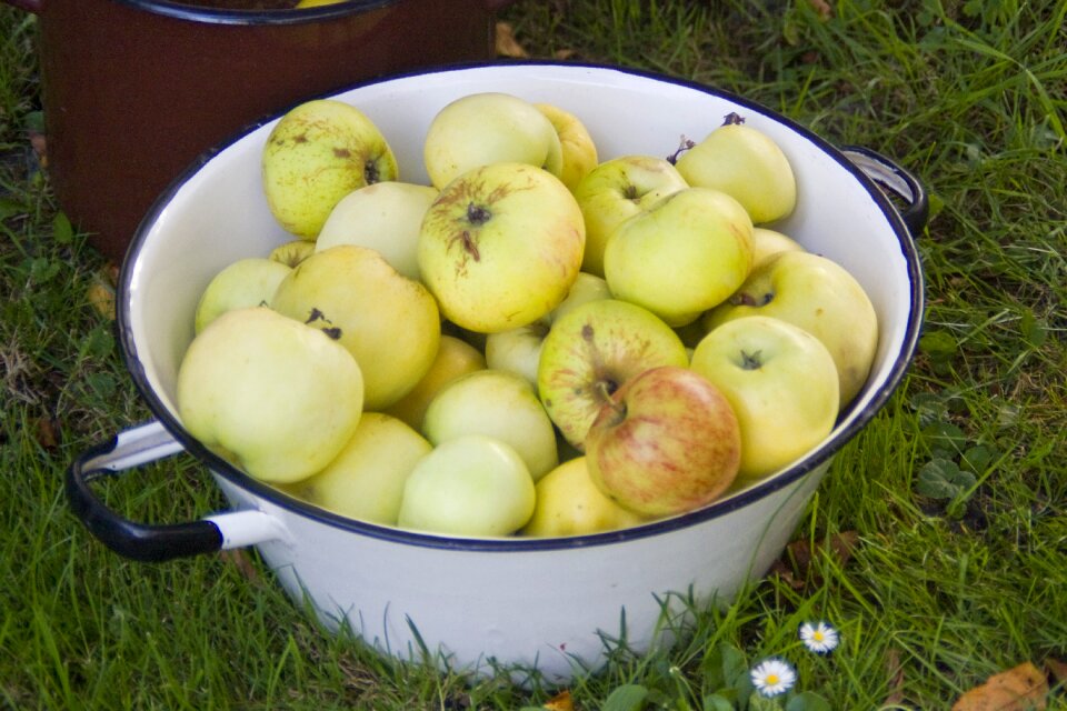 Nature garden fruit