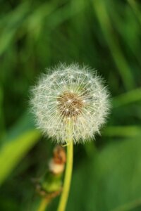Flower seeds dry