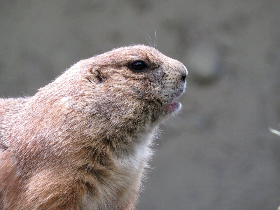 Cynomys gunnisoni animal zoo