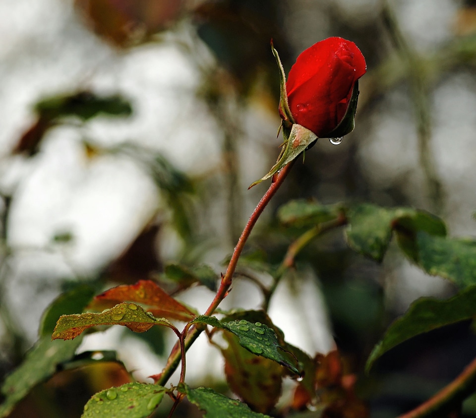 Bloom red summer flower