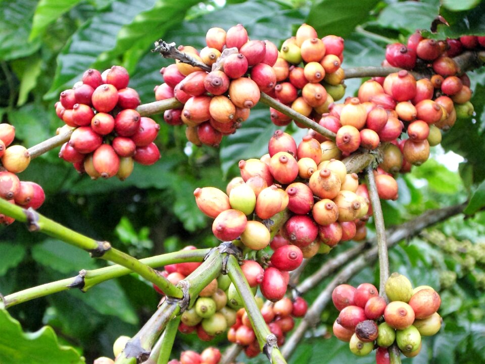 Food agriculture coffee