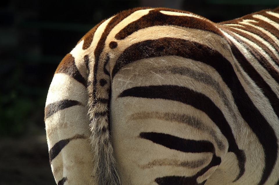 Black and white safari stripes