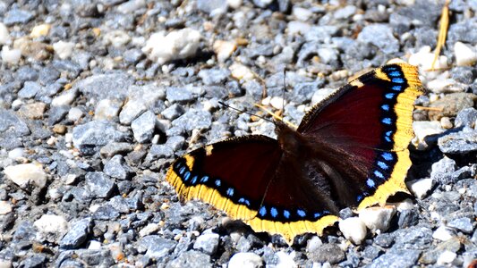 Butterfly pebble nature