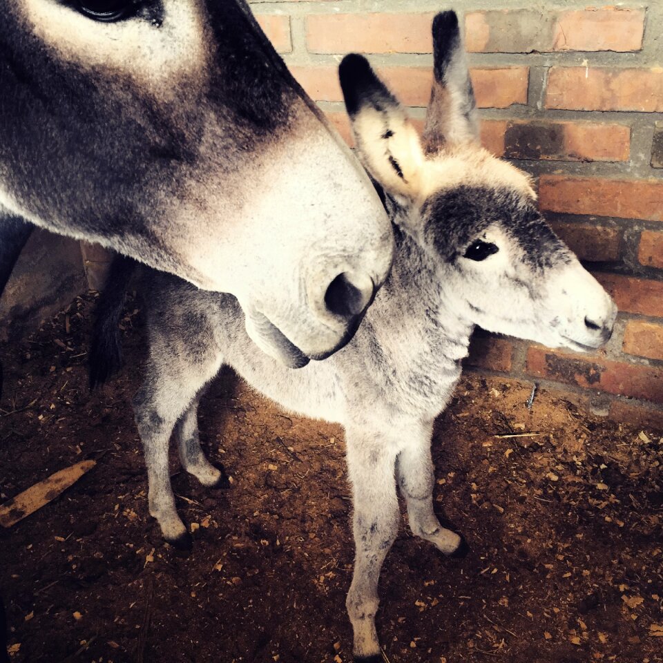 Animal baby domesticated horse family