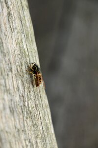 Wasp bug nature