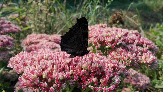 Butterfly flowers pollination