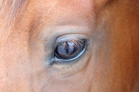 Brown animal horse head photo