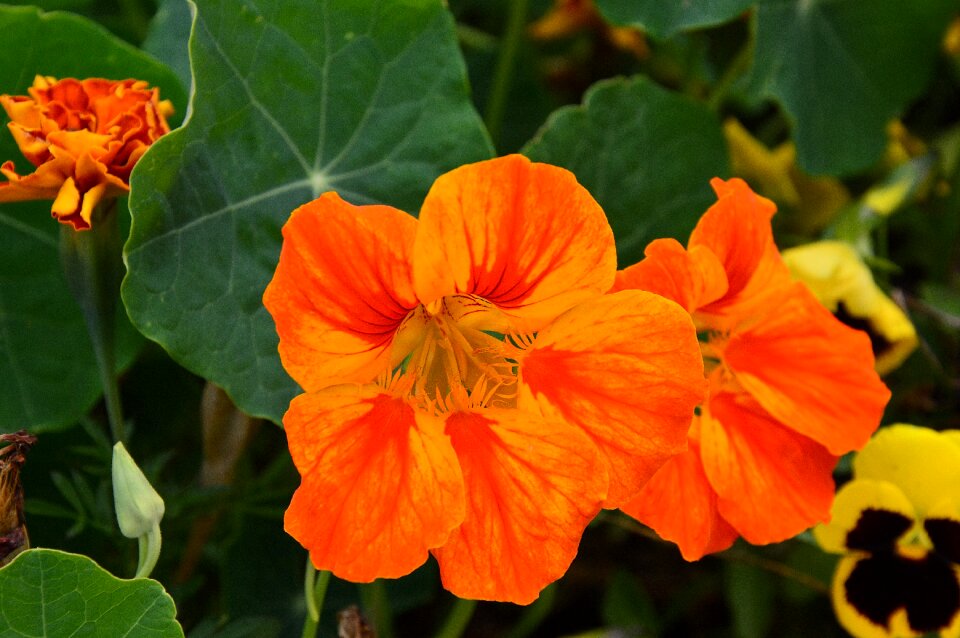 Flowers nature autumn-flowers