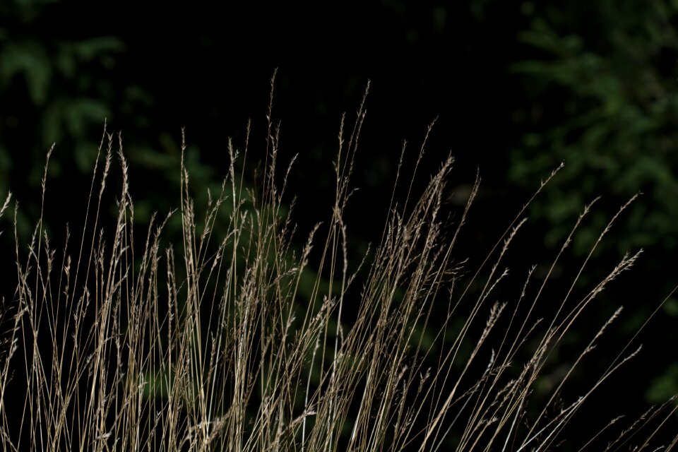 Grasses nature long grasses