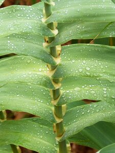 Rain drops drops of water