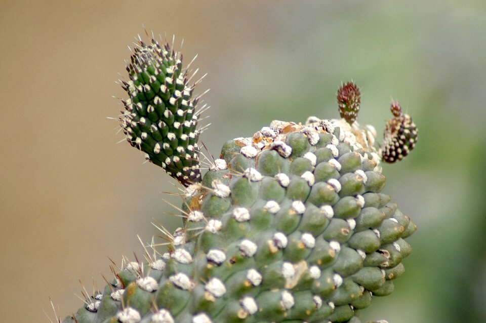 Botanical garden succulents thorn