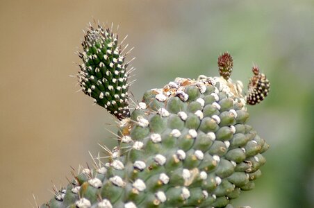 Botanical garden succulents thorn