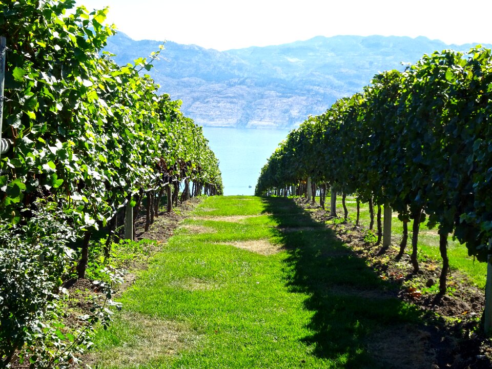 Grapevine viticulture rows