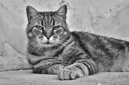Portrait of cat animal felines photo