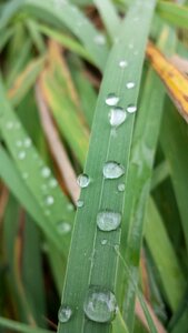 Blade of grass drop of water moisture photo