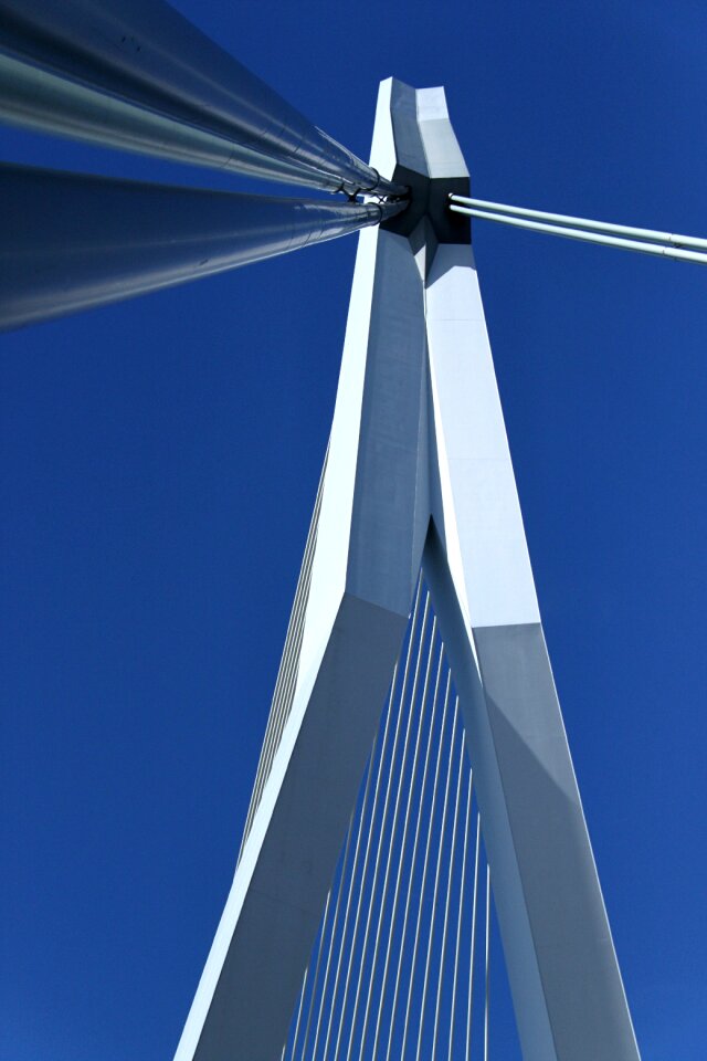 Erasmus bridge swan rotterdam