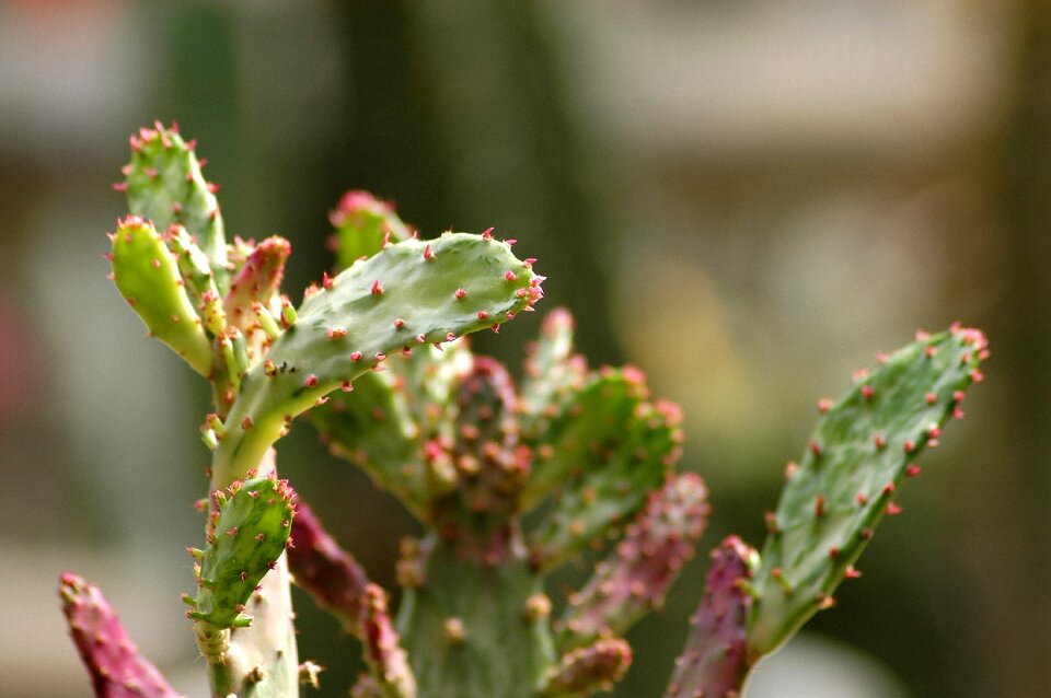 Botanical garden succulents thorn