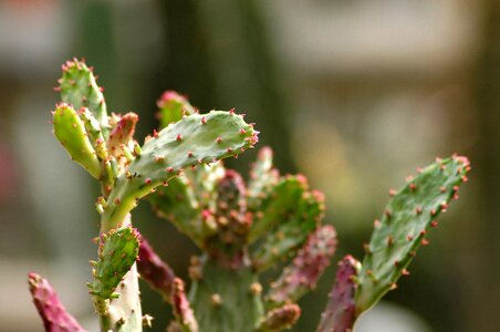 Botanical garden succulents thorn