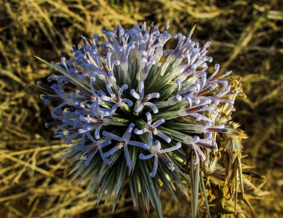 Nature flora bloom