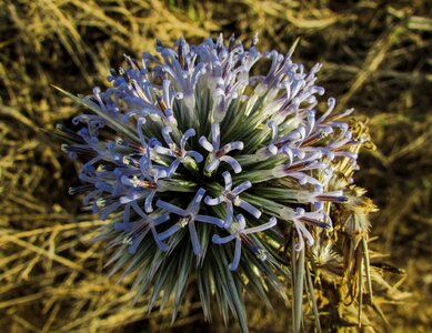 Nature flora bloom