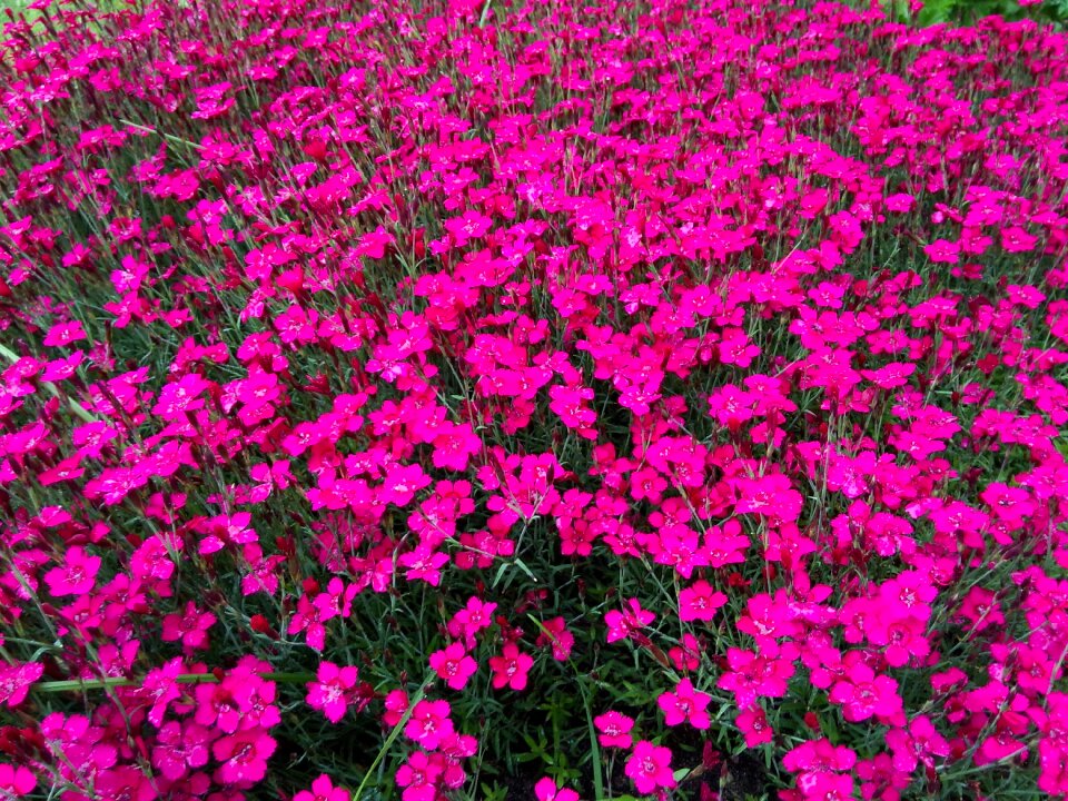 Nature latvia spring