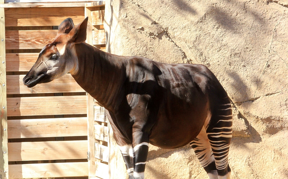 Wild zoology mammal