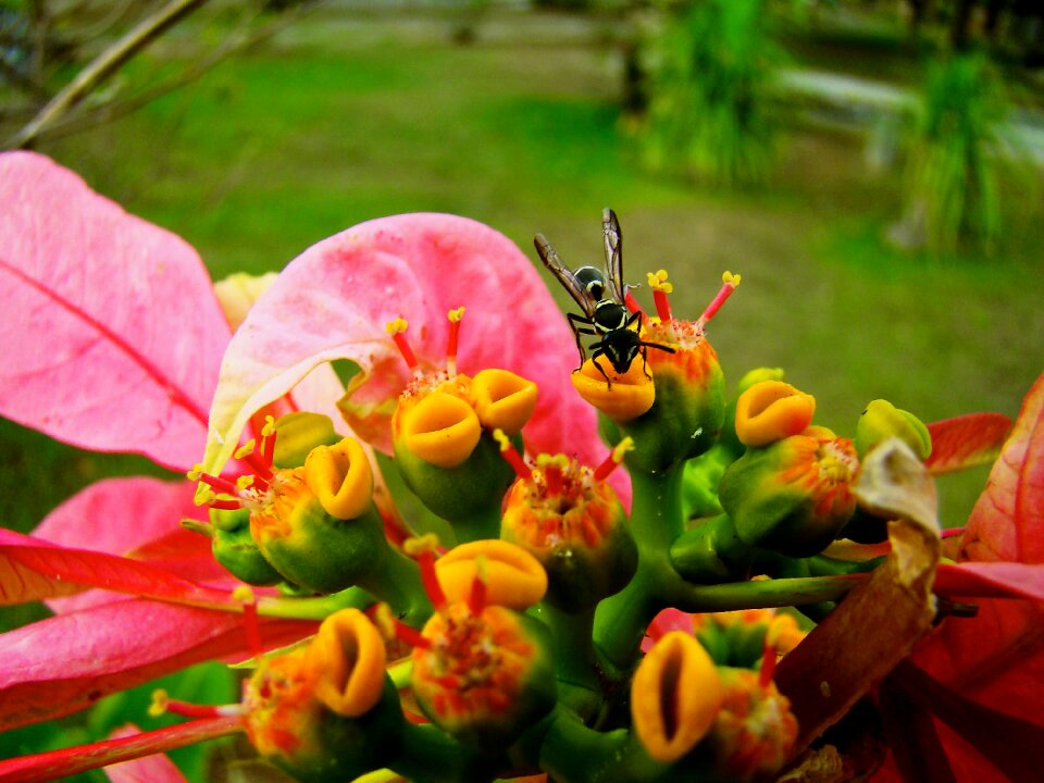 Yellow black flower