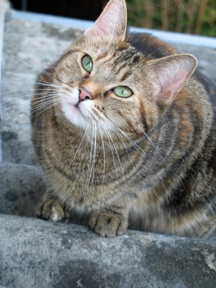 Mackerel curious cat