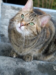 Mackerel curious cat photo