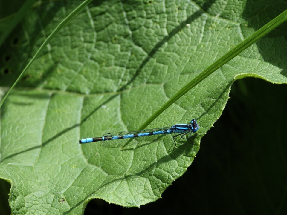 Nature leaf insect